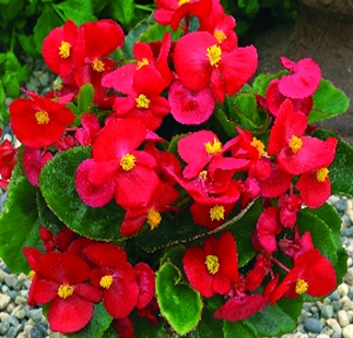 бегония вечноцветущая (зеленая листва) begonia sempreflorens